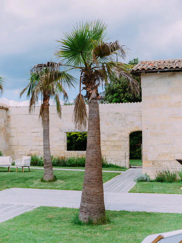 Grands palmiers devant les dépendances en pierre blonde du Château de Laubardemont