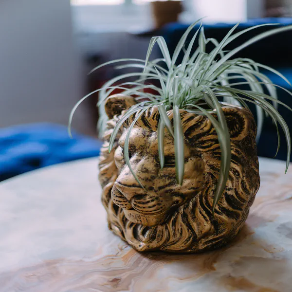 Cache-pot lion doré avec plante aérienne, détail décoratif du Château de Laubardemont